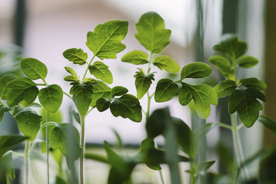 farming and gardening