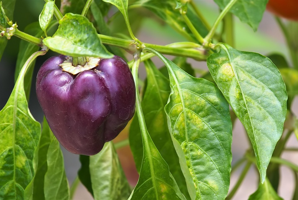 farming and gardening