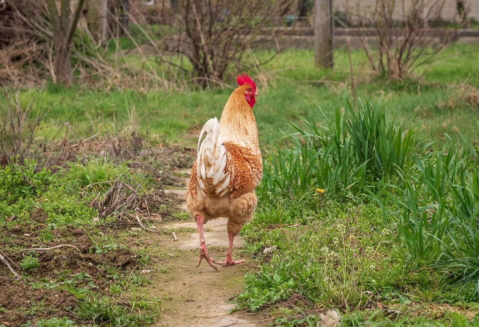 farming and gardening