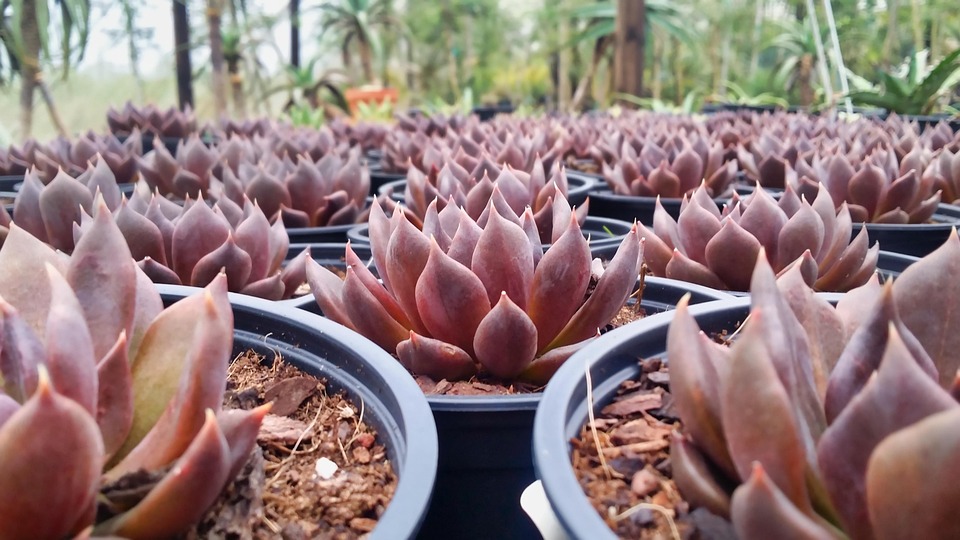 farming and gardening