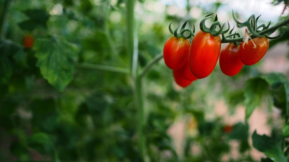 farming and gardening