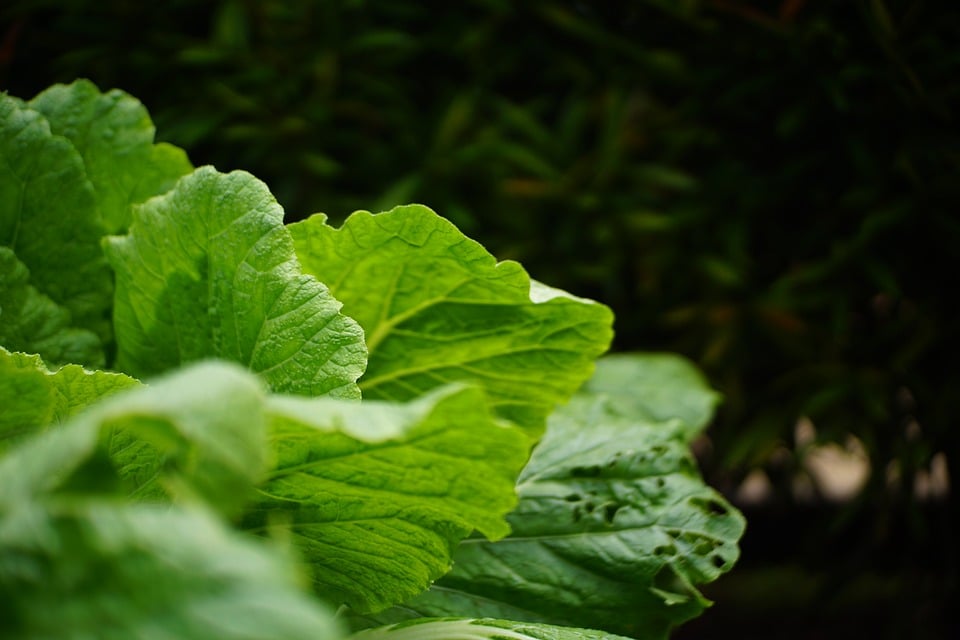 farming and gardening