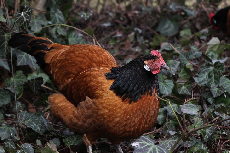 farming and gardening