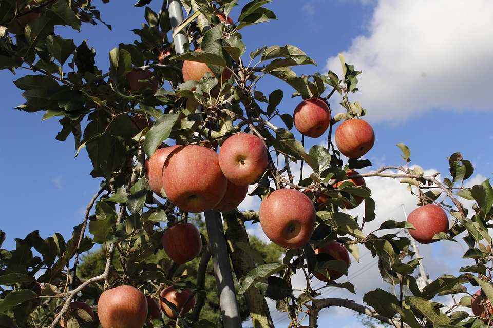 farming and gardening