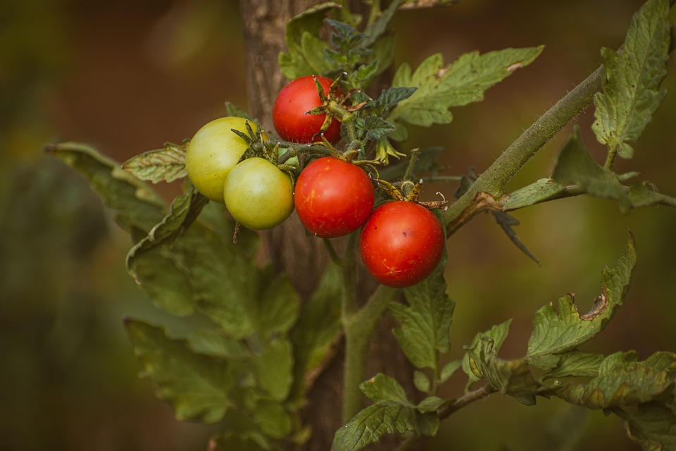 farming and gardening