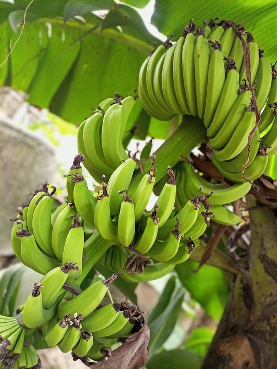 farming and gardening