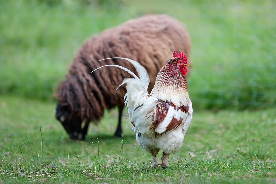 farming and gardening
