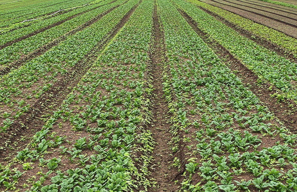 farming and gardening