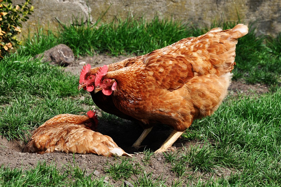 farming and gardening