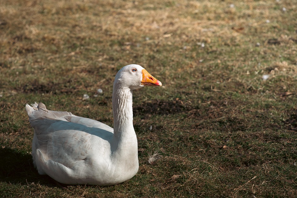 farming and gardening