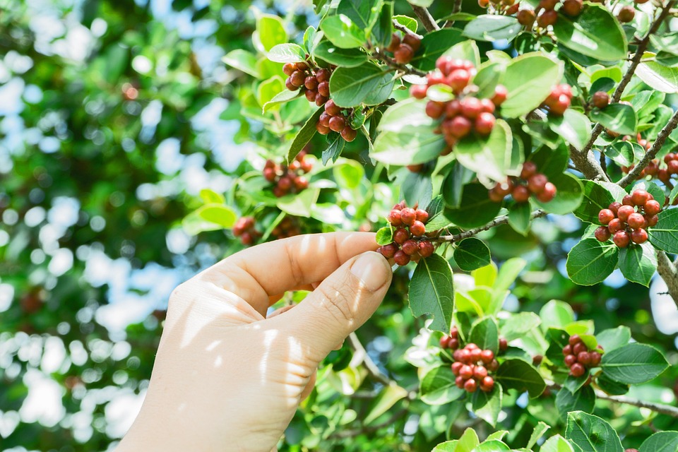 farming and gardening