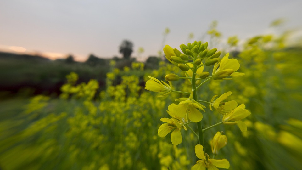 farming and gardening