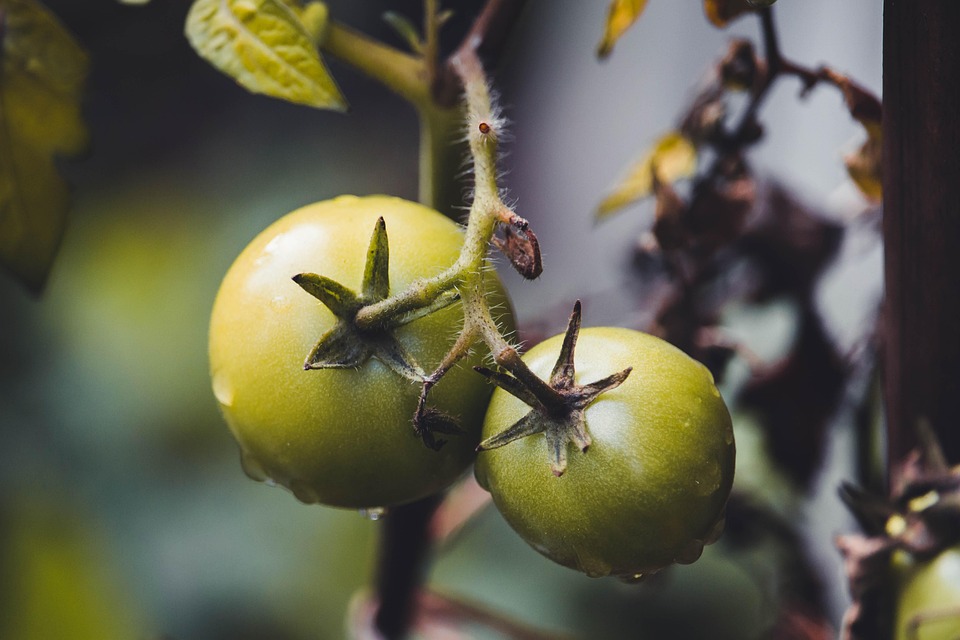 farming and gardening