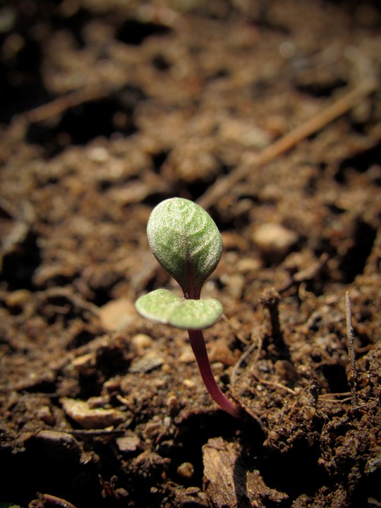 farming and gardening