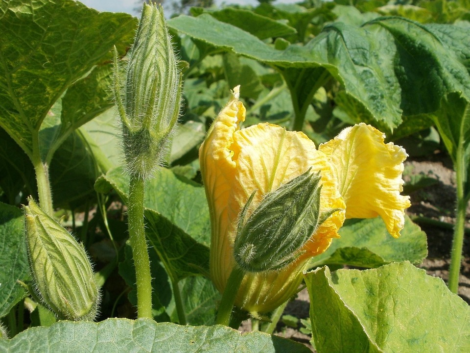 farming and gardening