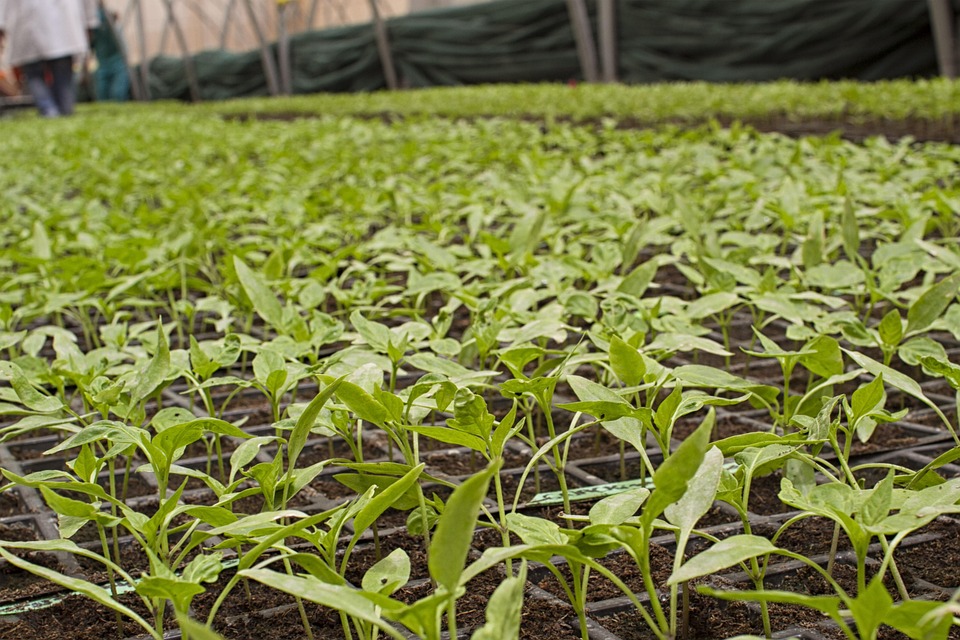farming and gardening