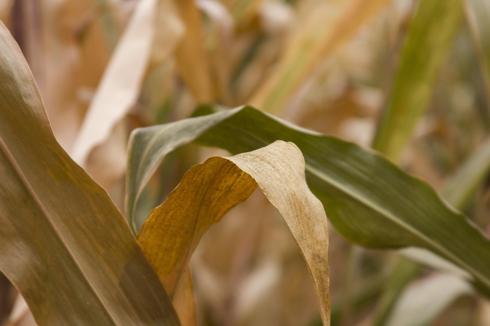 farming and gardening