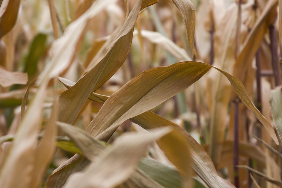 farming and gardening