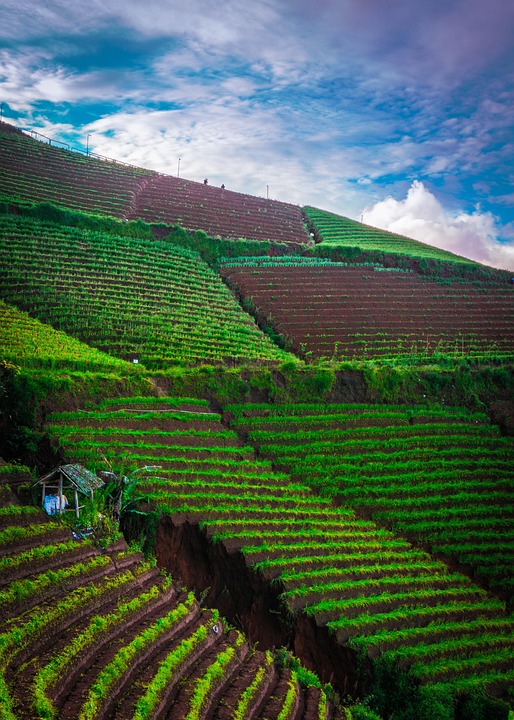 farming and gardening