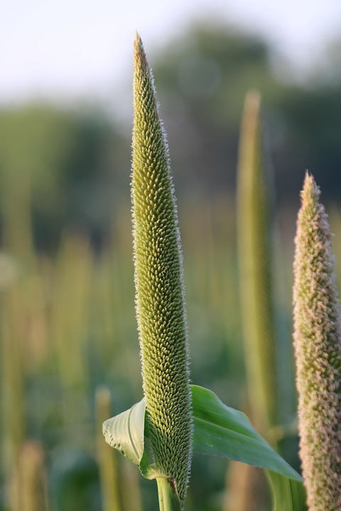 farming and gardening