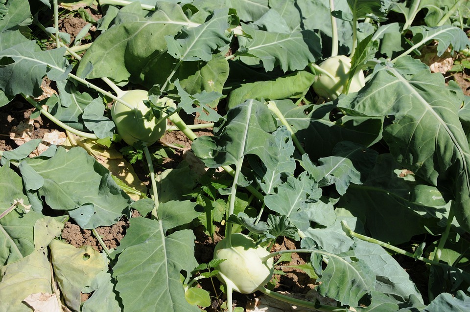 farming and gardening