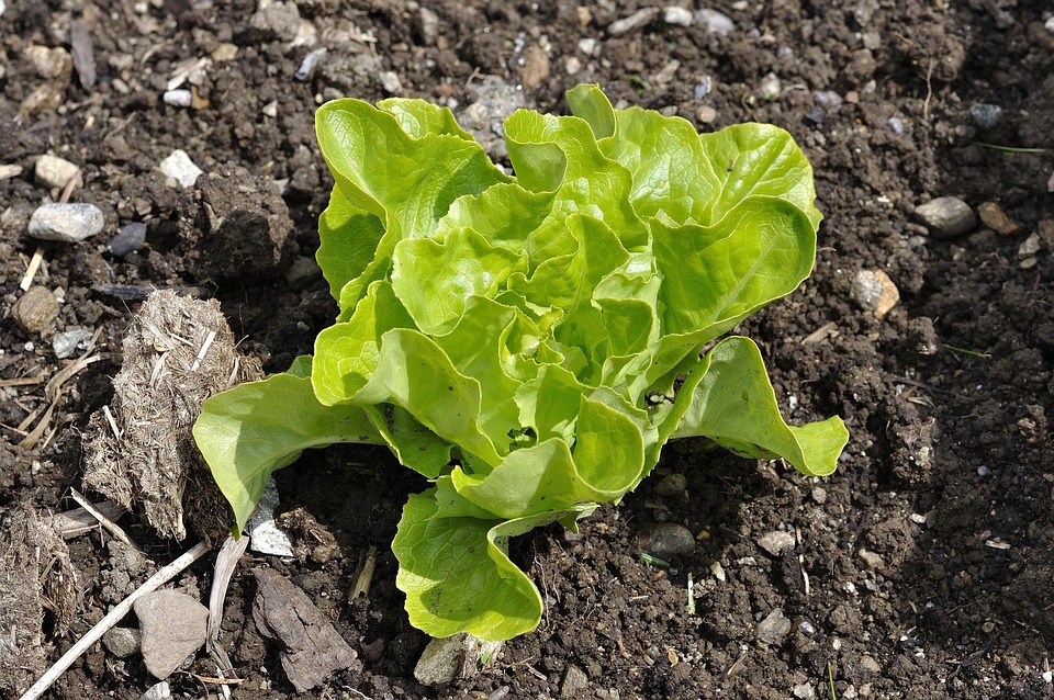 farming and gardening