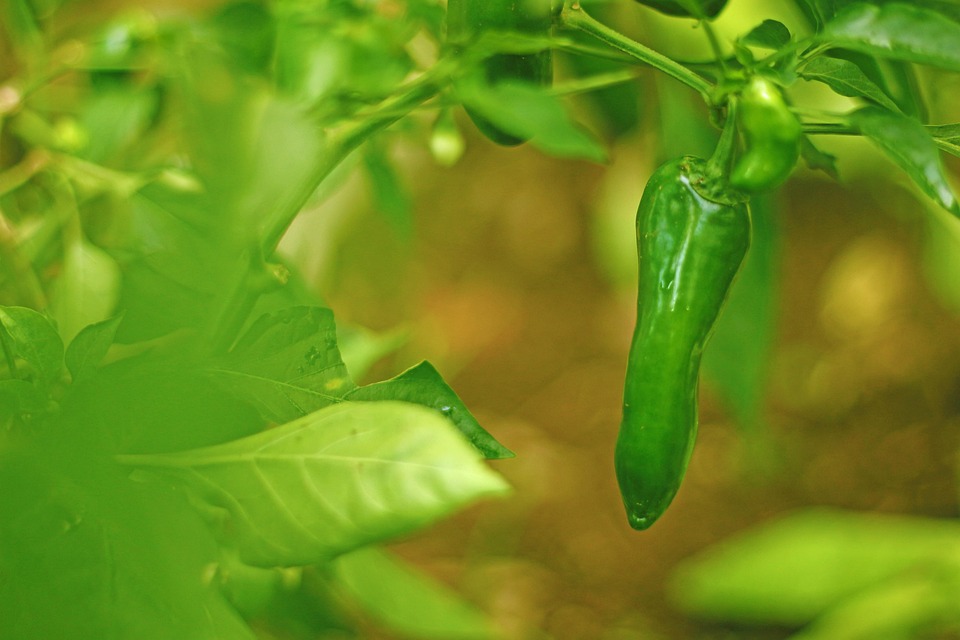 farming and gardening