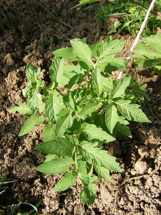 farming and gardening